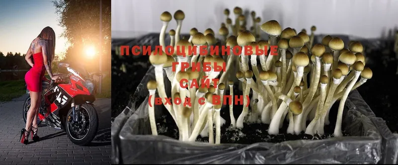 Галлюциногенные грибы Magic Shrooms  Тверь 